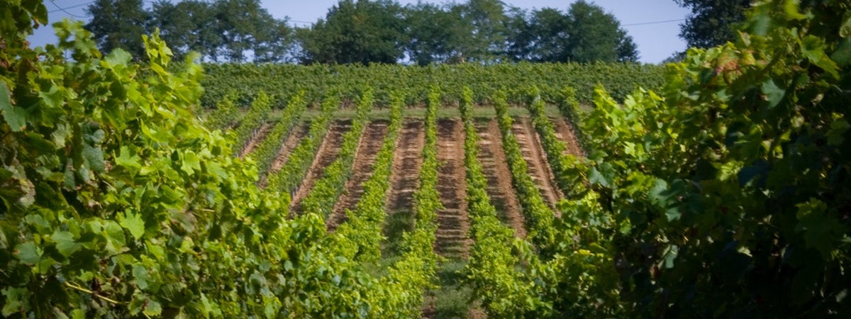 Foto bij Château Falfas
