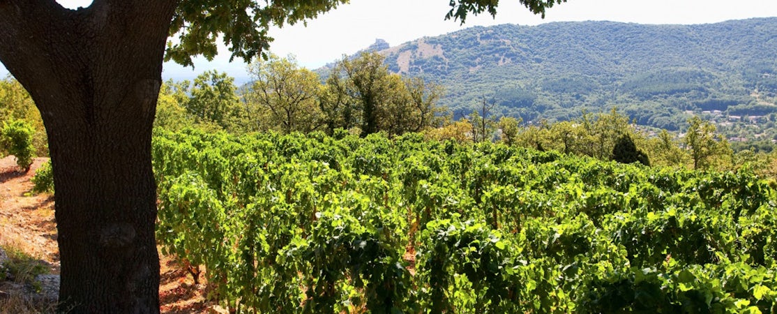 Foto bij Domaine du Tunnel