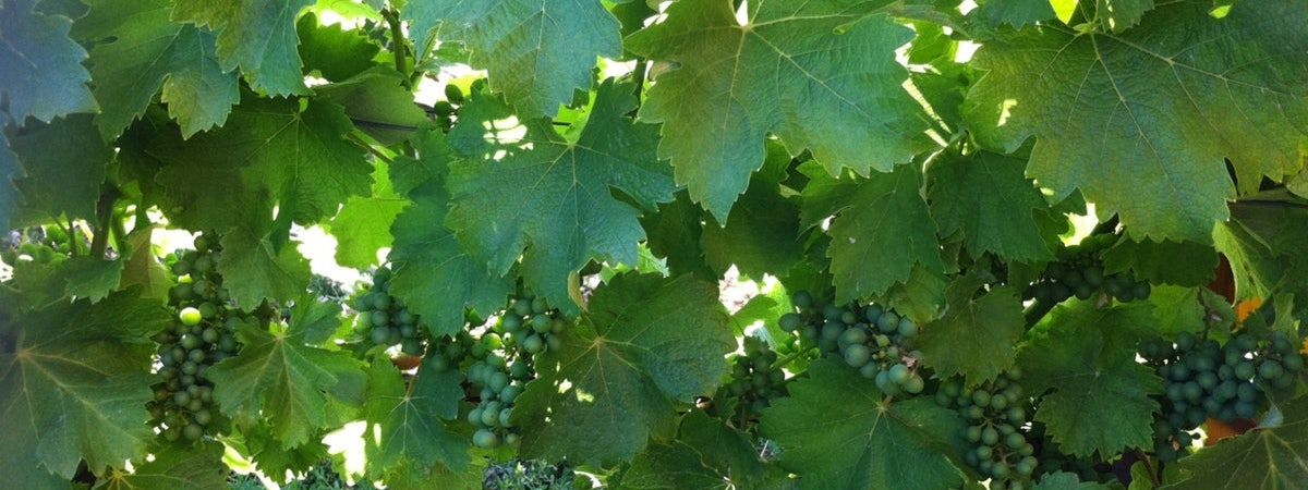 Foto bij Domaine Champeau