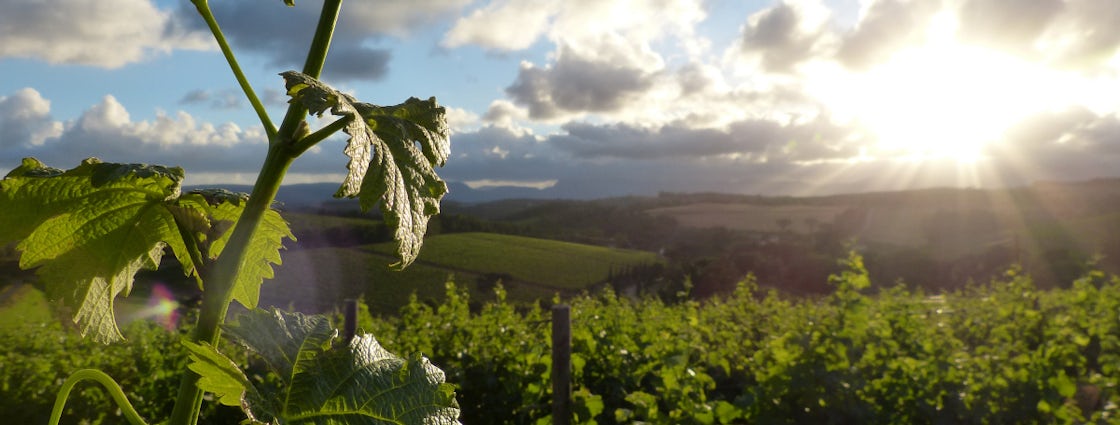 Foto bij Paul Cluver