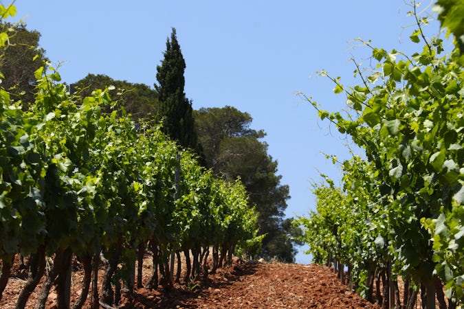 Foto bij Domaine La Navicelle