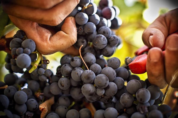 Foto bij Domaine La Navicelle