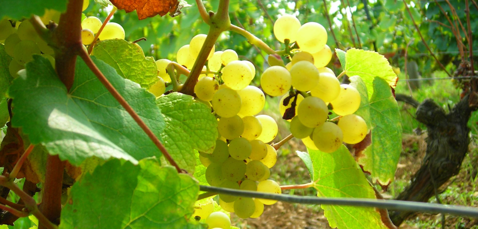 Foto bij Domaine des Ronces