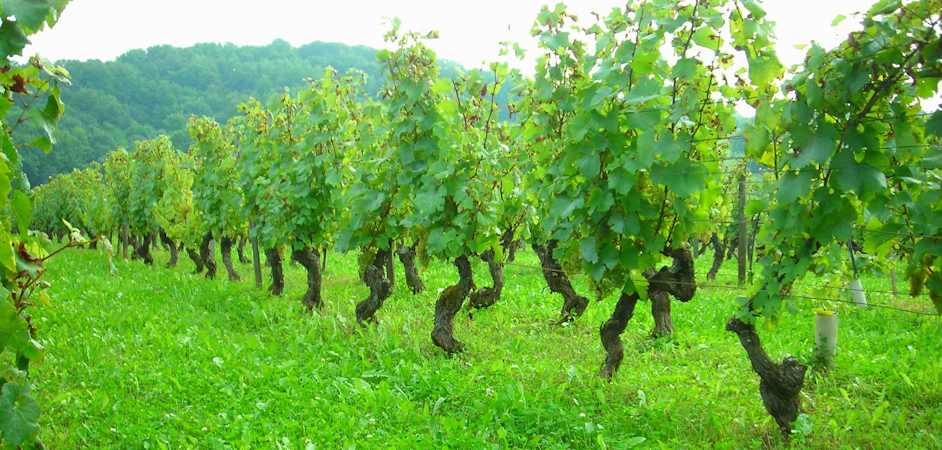 Foto bij Domaine des Ronces