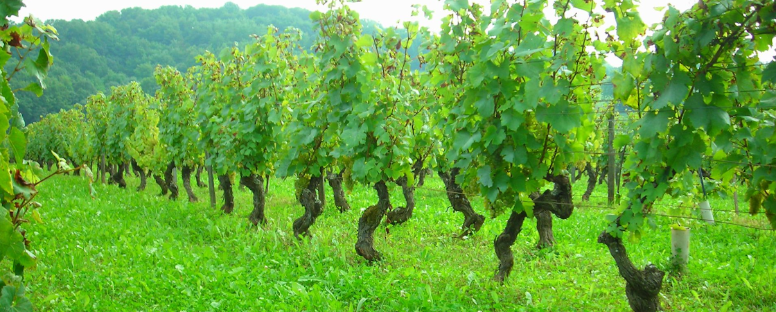 Foto bij Domaine des Ronces