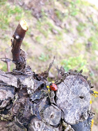 Foto bij Domaine Chollet - Pouilly Fumé