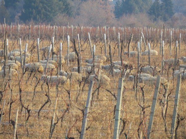 Foto bij Papari Valley - Georgische wijn