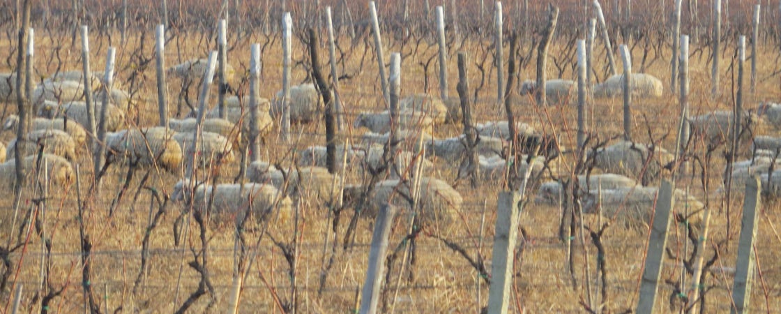 Foto bij Papari Valley - Georgische wijn