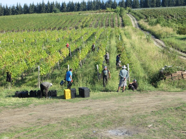 Foto bij Papari Valley - Georgische wijn