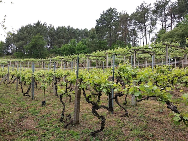 Foto bij Bodegas Fulcro - Rias Baixas