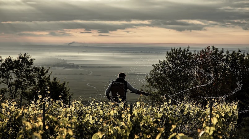 Foto bij Domaine Stephane Regnault