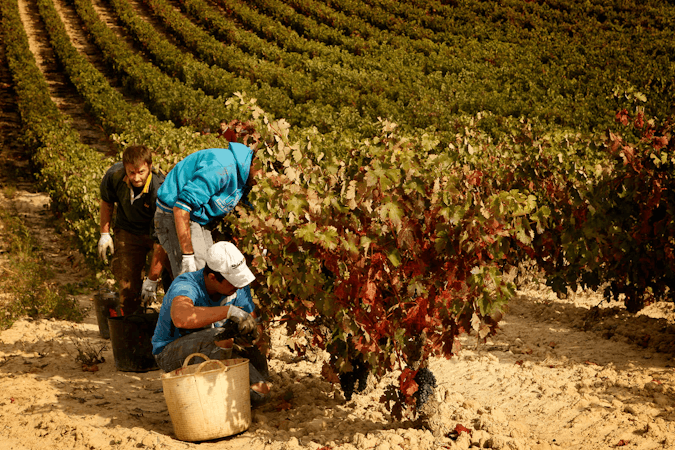 Foto bij Bodegas Tarón Rioja Alta