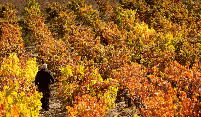 Foto bij Bodegas Tarón Rioja Alta