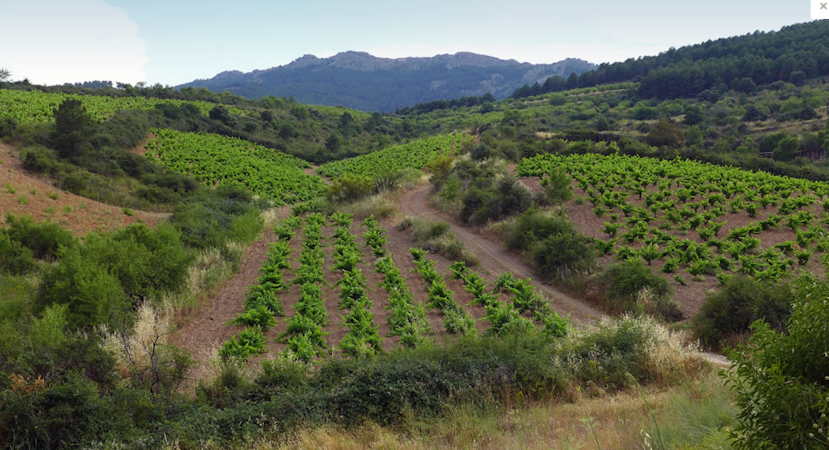 Foto bij Viñedos y Bodegas Pablo