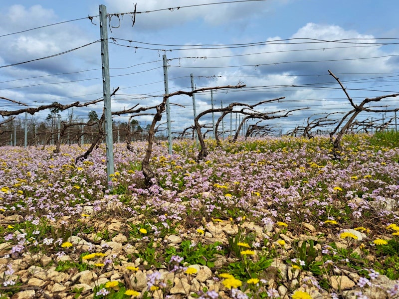 biodynamische Champagne