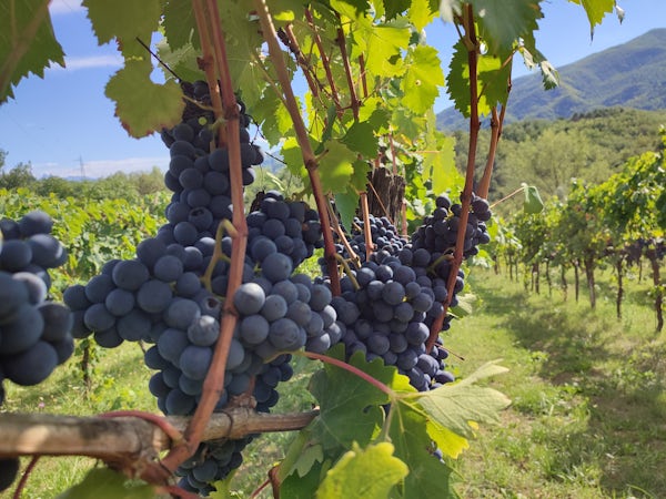 Foto bij Podere Fedespina