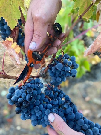 Foto bij Bodegas Mitarte - Rioja Alavesa