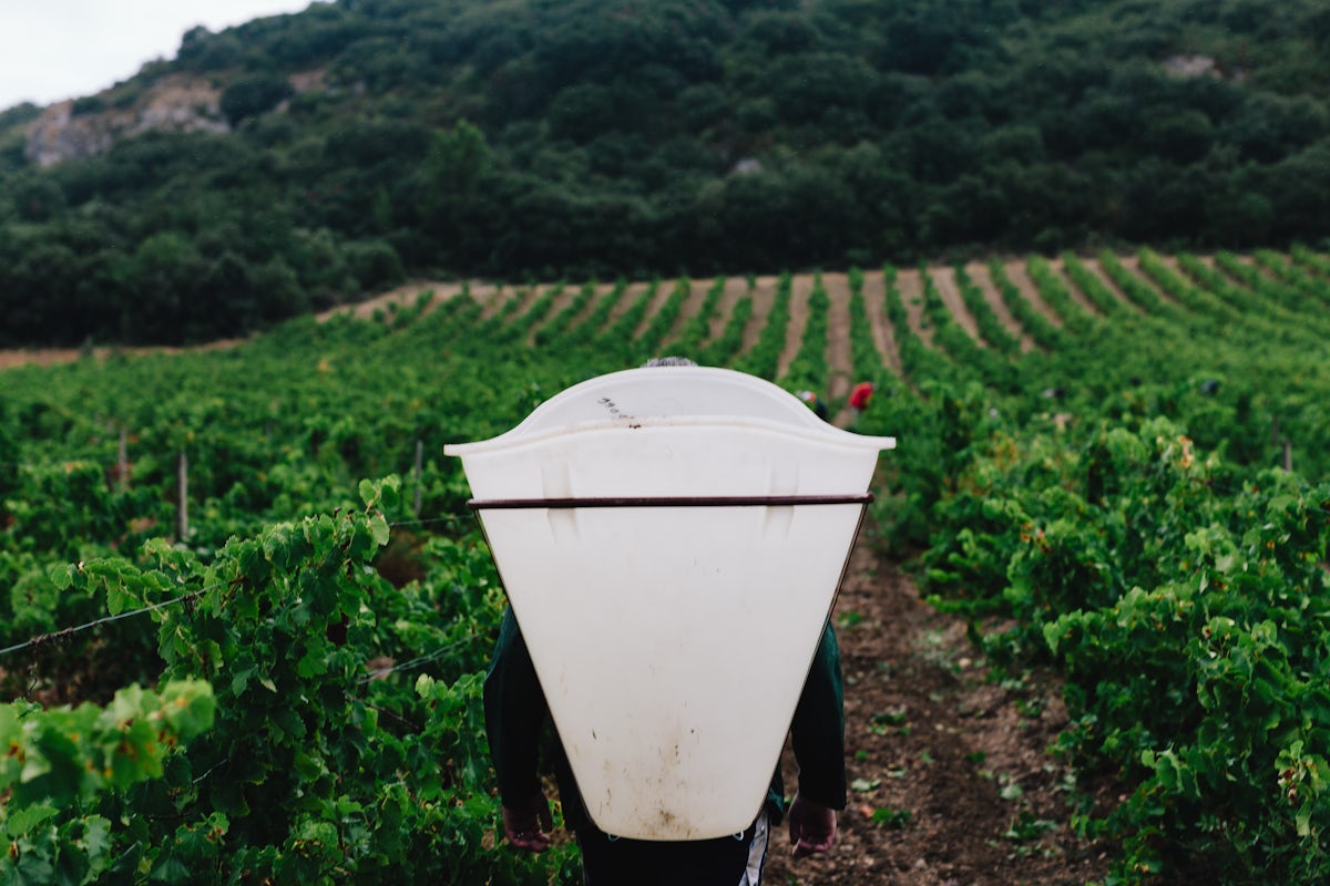 Afbeelding bij Proefdoosje Pinot Noir Parti Pris: 5+1 gratis!