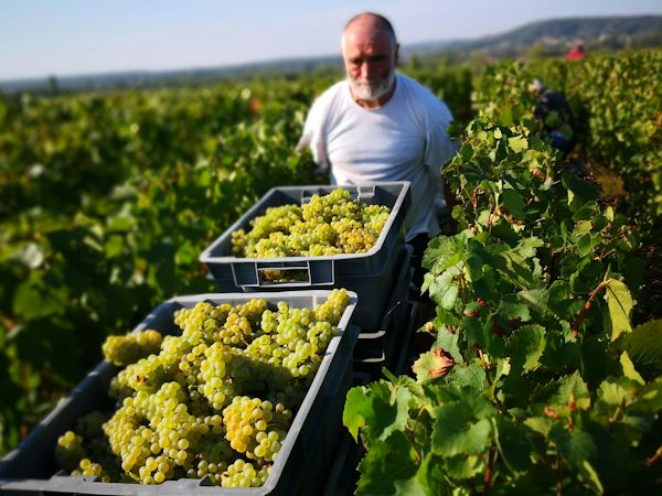 Foto bij Domaine Nicolas Ragot - Givry
