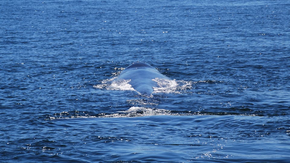 Walvissen spotten bij Walker Bay Zuid-Afrika