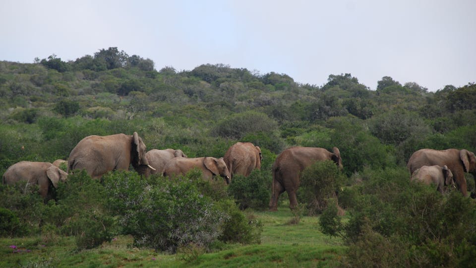 Olifanten in Amakhala Game Reserve Zuid-Afrika