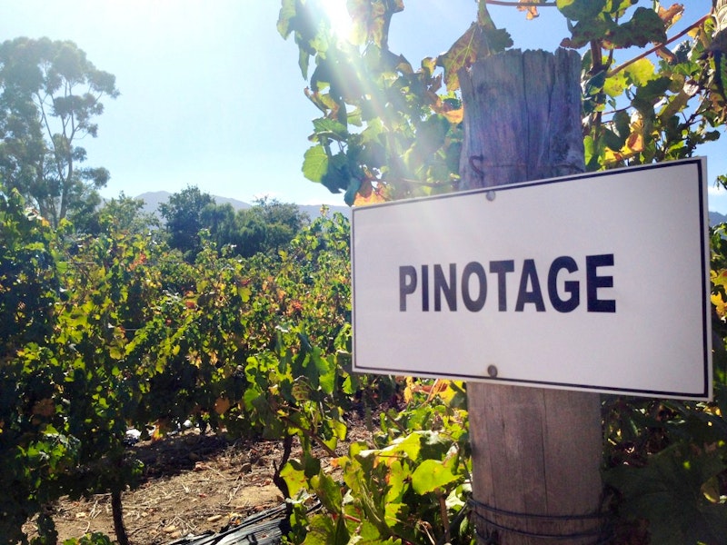 Pinotage in een wijngaard