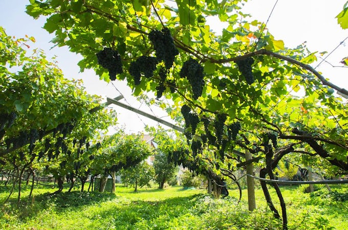 Foto bij De Vescovi Ulzbach