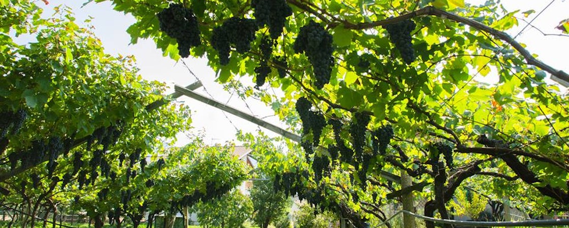 Foto bij De Vescovi Ulzbach