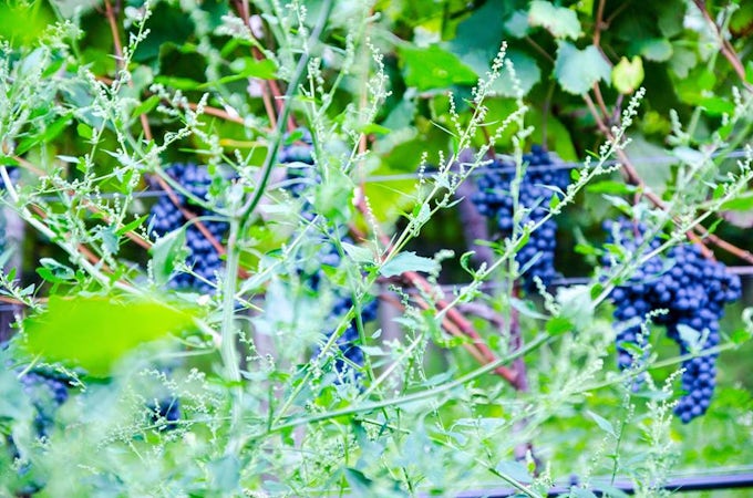 Foto bij De Vescovi Ulzbach