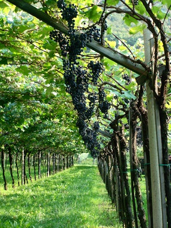 Foto bij Eugenio Rosi